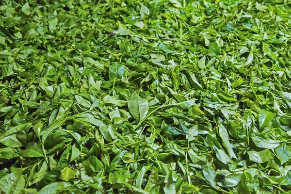 Tè dello Sri Lanka — Foto Stock