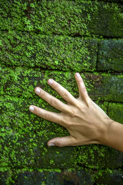 Mano por la pared verde — Foto de Stock