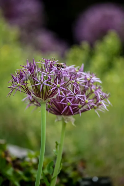 Allium christophii (Star of Persia) — Stock Photo, Image