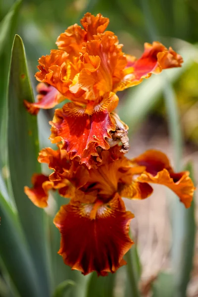 Iris v poli — Stock fotografie
