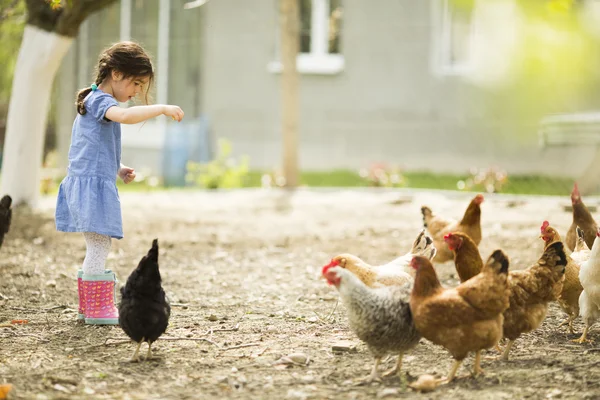Kleines Mädchen füttert Hühner — Stockfoto