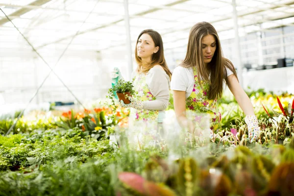 Young women in flower garden — Stock Photo, Image