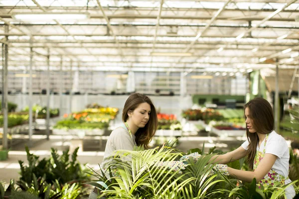 Mujeres jóvenes en jardín de flores — Foto de Stock