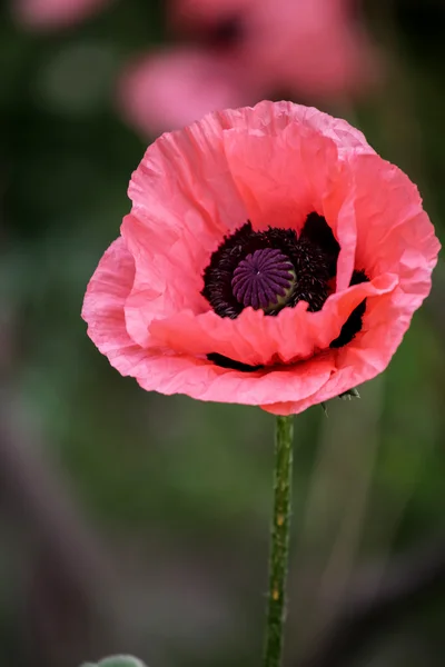 Poppy in the field — Stock Photo, Image