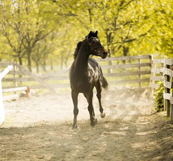 Cavalo de corrida — Fotografia de Stock