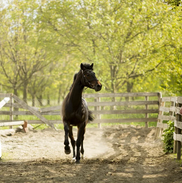 Cavalo de corrida — Fotografia de Stock