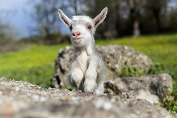 Cabras —  Fotos de Stock