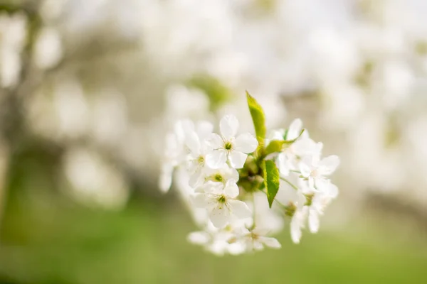 Spring tree blossom — Stock Photo, Image