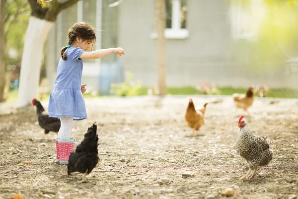 Niña alimentando pollos — Foto de Stock