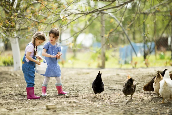 Dos niñas alimentando gallinas —  Fotos de Stock