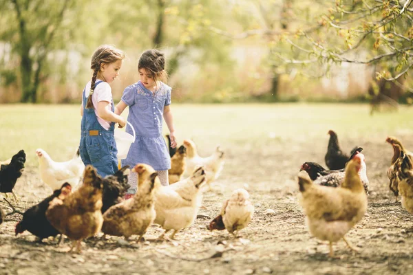 2 つの小さな女の子摂食鶏 — ストック写真