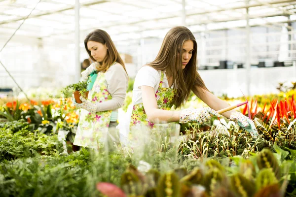 Jonge vrouwen in bloementuin — Stockfoto