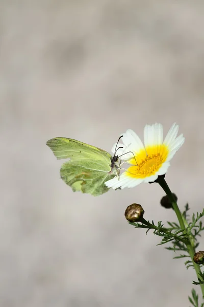 Borboleta na flor — Fotografia de Stock