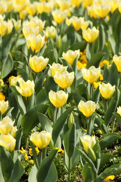 Tulips — Stock Photo, Image