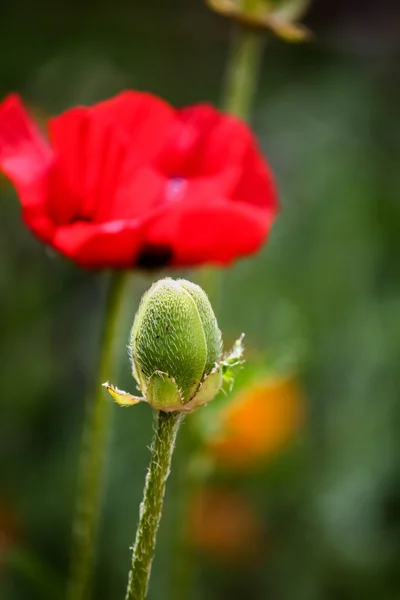 Poppies in the field — Stock Photo, Image