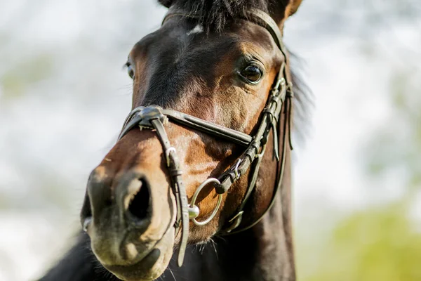 Horse on the farm — Stock Photo, Image