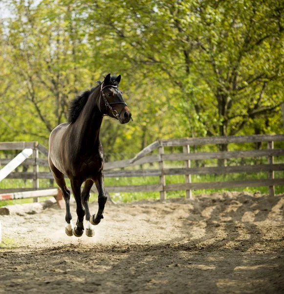 Cavallo in corsa — Foto Stock