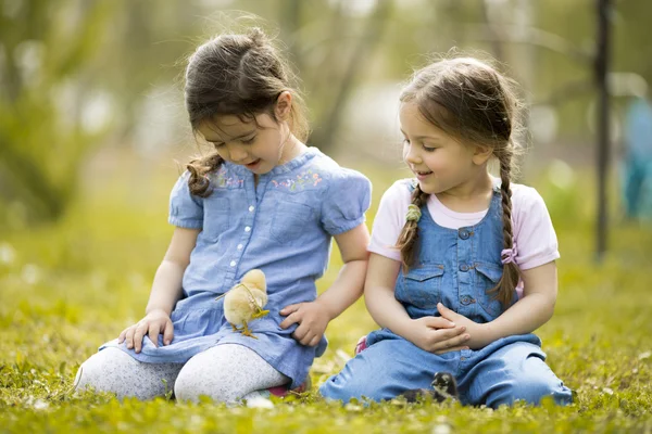 Дві маленькі дівчата з курчатами — стокове фото