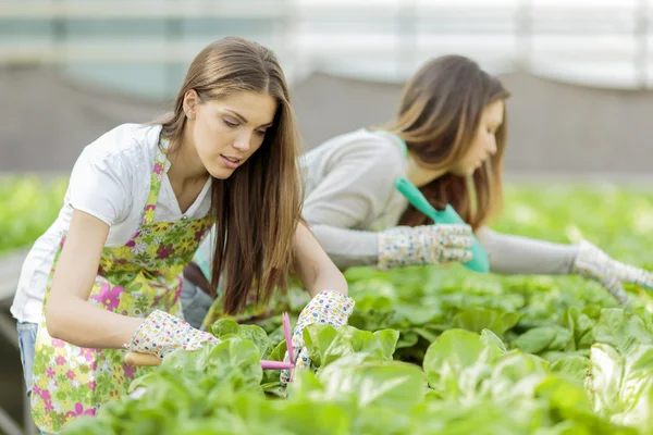 A fiatal nők a kertben — Stock Fotó