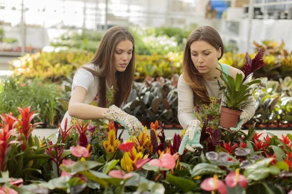 Mujeres jóvenes en el jardín de flores — Foto de Stock