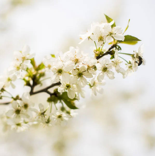 Spring tree blossom — Stock Photo, Image