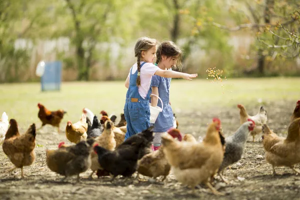 Deux petites filles nourrissant des poulets — Photo