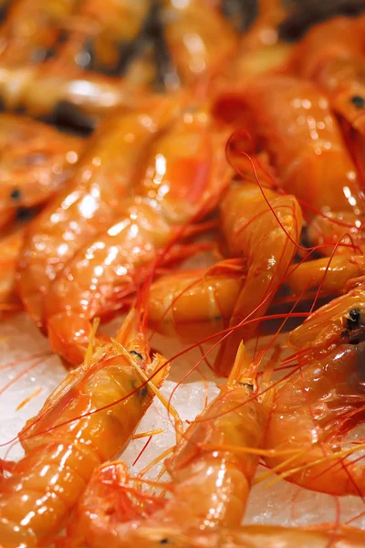 Crevettes bouillies — Photo