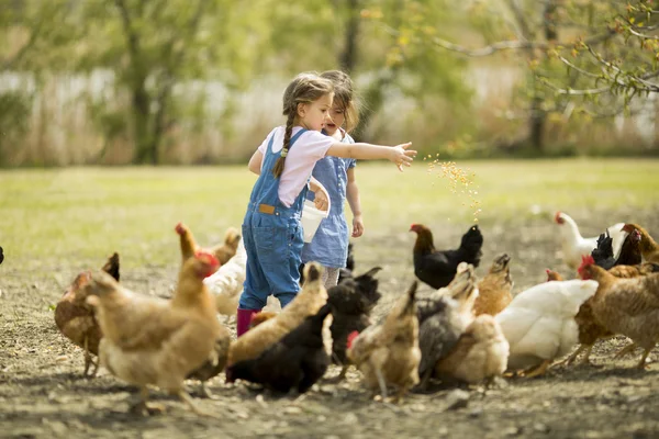 Iki küçük kız beslenme tavuk — Stok fotoğraf