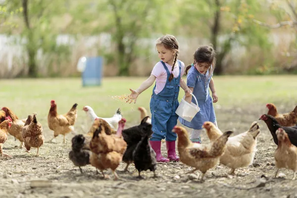 Две маленькие девочки кормят кур — стоковое фото