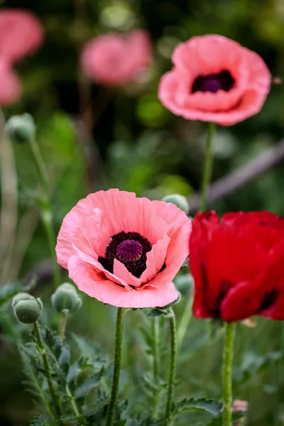 Papavers in het veld — Stockfoto