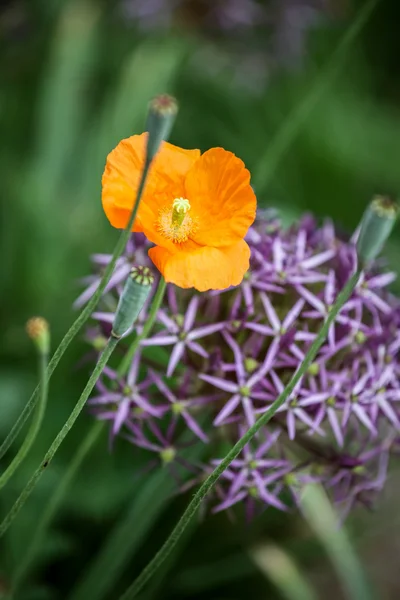 Allium christophii (Estrela da Pérsia ) — Fotografia de Stock