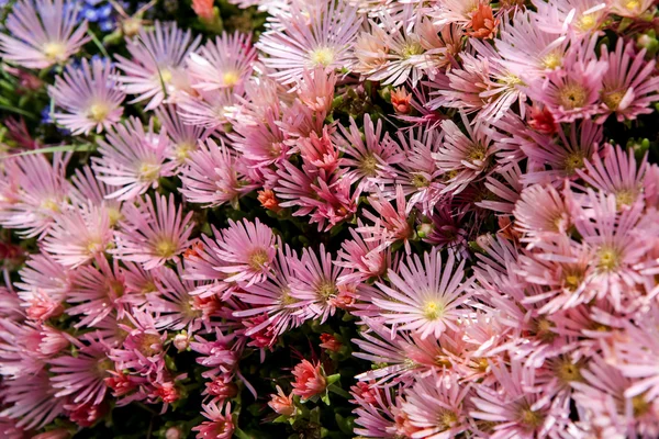 Hardy ice plant (Delosperma cooperi) — Stock Photo, Image