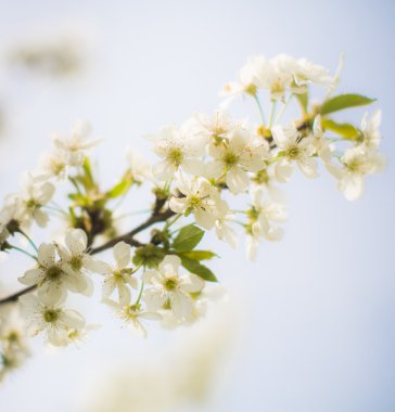 Bahar ağacı çiçeği