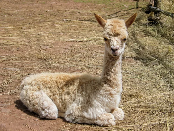 Suri alpaca — Stock Photo, Image