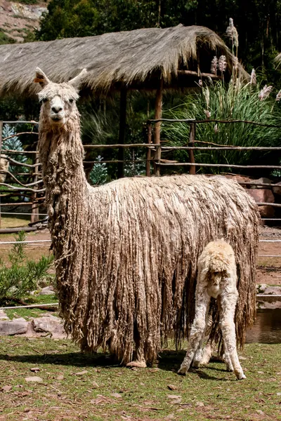 Suri alpaca — Stock Photo, Image