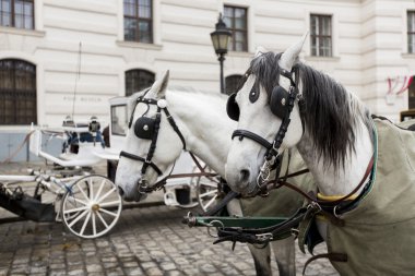 Viyana'daki hofburg Sarayı önünde at arabaları