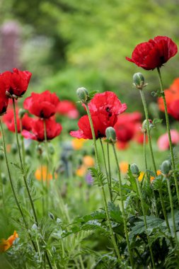 tarladaki gelincikler