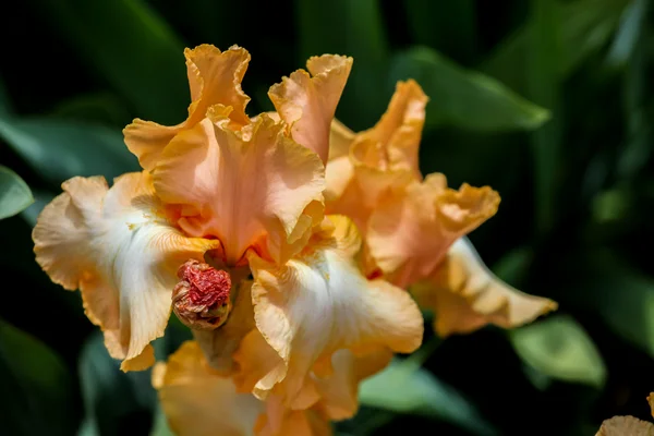 Fiore di iride — Foto Stock