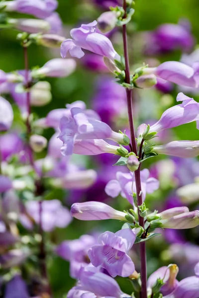 Hechte peak violett (penstemon Mexicali)) — Stockfoto