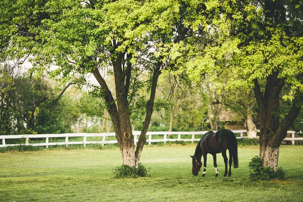 Horse on the farm — Stock Photo, Image