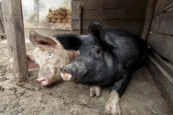 The pigs — Stock Photo, Image