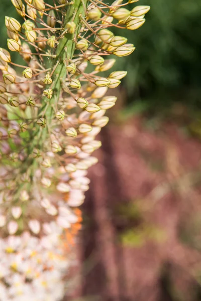 Virágok ecsetpázsit lily (eremurus) — Stock Fotó