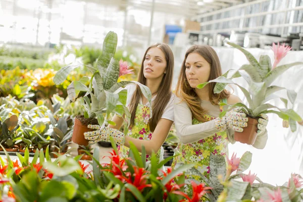 Jonge vrouwen in bloementuin — Stockfoto