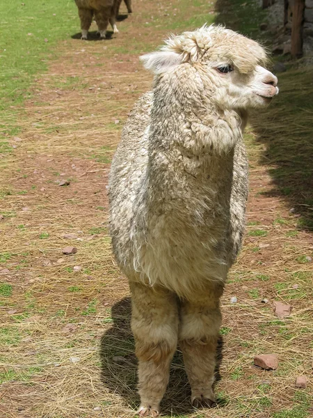 Huacaya alpaca — Stock Photo, Image