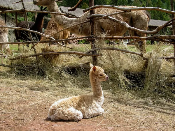 Alpacka och guanaco på llama gård i peru — Stockfoto