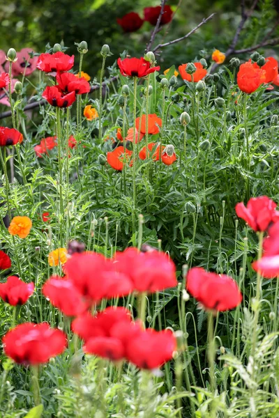 Papavers in het veld — Stockfoto