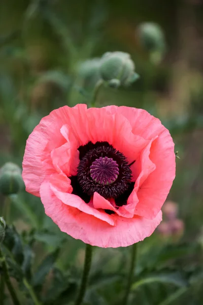 Papaver in het veld — Stockfoto