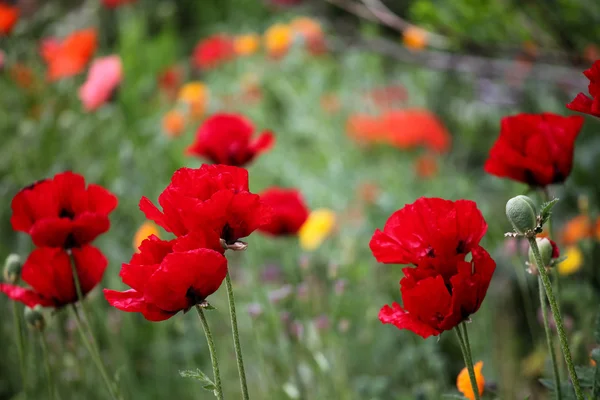 Papavers in het veld — Stockfoto