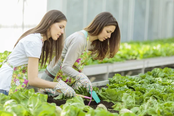 Jonge vrouwen in de tuin — Stockfoto