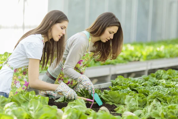 Giovani donne in giardino — Foto Stock